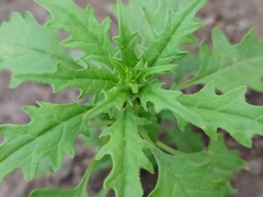 Dysphania graveolens