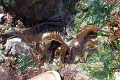 Pleurophycus gardneri
