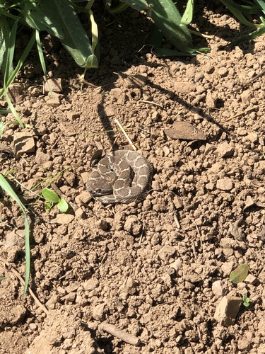 iNaturalist observation photo of Northern Pacific Rattlesnake