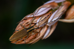 Agapanthia asphodeli
