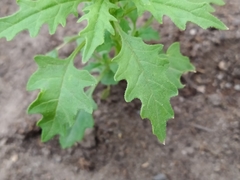 Dysphania graveolens