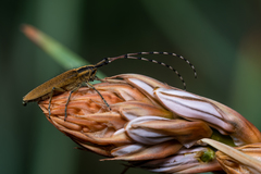 Agapanthia asphodeli
