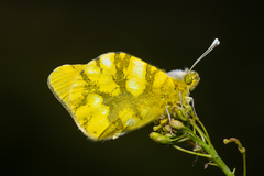 Zegris eupheme