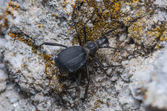 Leptoderis