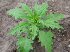 Dysphania graveolens