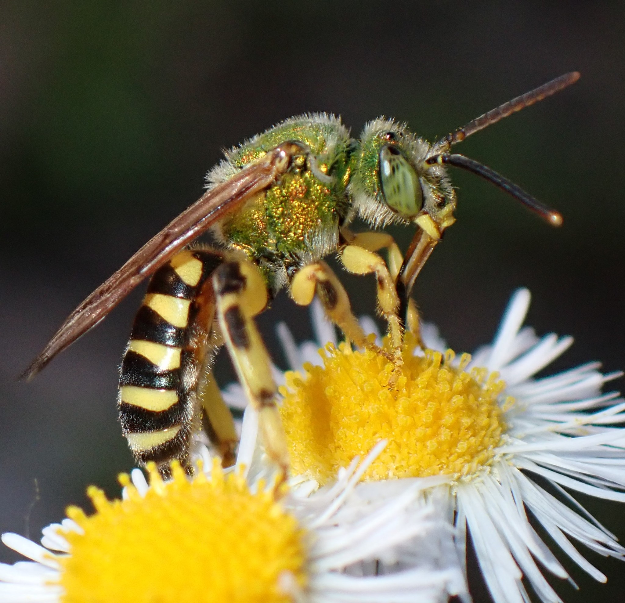 Abejas del Sudor (Familia Halictidae) · iNaturalist Ecuador