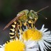 Halictidae - Photo (c) Ali and Brice, μερικά δικαιώματα διατηρούνται (CC BY-NC)