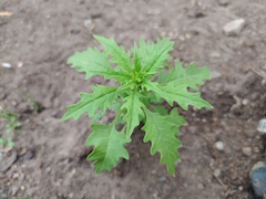 Dysphania graveolens