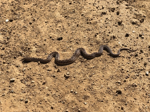 iNaturalist observation photo of Pacific Gopher Snake