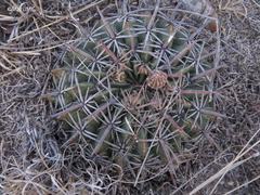 Ferocactus macrodiscus