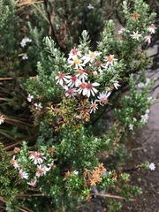 Diplostephium hartwegii