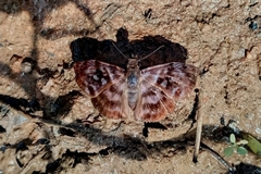 Ebrietas