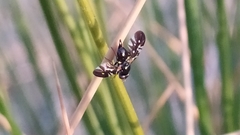 Oxyaciura tibialis