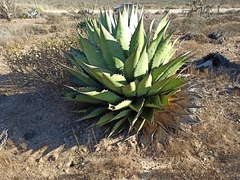 Agave shawii shawii