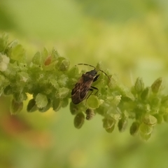 Taphropeltus nervosus