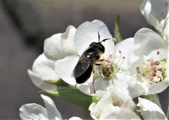 Callicera erratica
