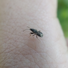 Taphropeltus nervosus