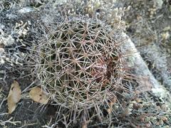 Coryphantha clavata clavata