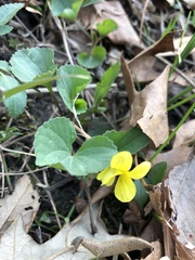 Viola eriocarpa