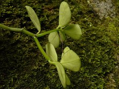 Peperomia urvilleana