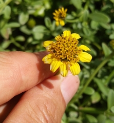 Lipochaeta integrifolia