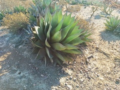 Agave shawii shawii