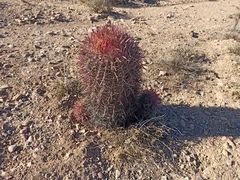Ferocactus gracilis gracilis