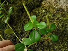 Peperomia urvilleana