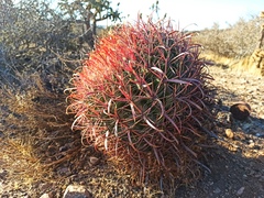 Ferocactus gracilis gracilis