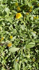 Lipochaeta integrifolia