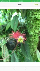 Columnea minor
