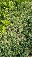 Lipochaeta integrifolia