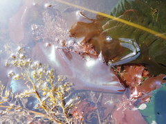 Stephanocystis geminata