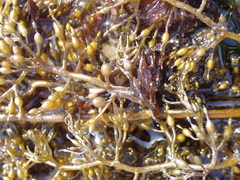 Stephanocystis geminata