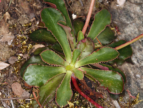 Oreobroma howellii (S.Watson) Howell 2