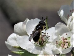 Callicera erratica