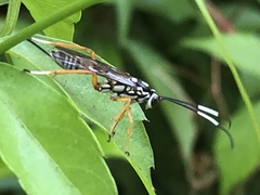 Agonocryptus discoidaloides