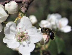 Callicera erratica