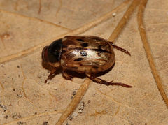 Anomala undulata