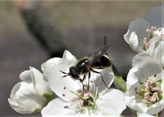 Callicera erratica