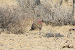 Ferocactus gracilis gracilis