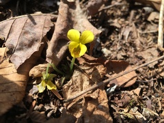 Viola rotundifolia