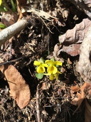 Viola rotundifolia