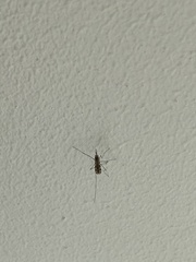 Anopheles annulipes