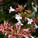 Abelia × grandiflora - Photo (c) Pieter Pelser, μερικά δικαιώματα διατηρούνται (CC BY-NC), uploaded by Pieter Pelser