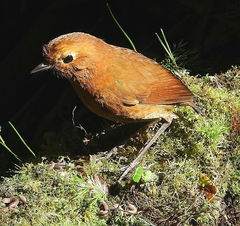 Grallaria saturata