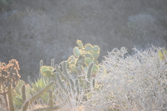 Opuntia clarkiorum