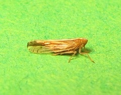 Stenocranus dorsalis