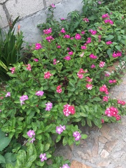 Catharanthus roseus