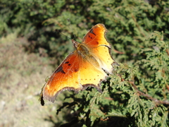 Polygonia haroldii